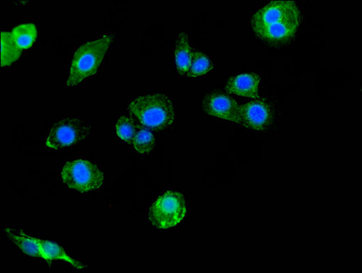 SIGLEC7 / CD328 Antibody - Immunofluorescent analysis of HepG2 cells using SIGLEC7 Antibody at a dilution of 1:100 and Alexa Fluor 488-congugated AffiniPure Goat Anti-Rabbit IgG(H+L)