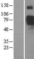 SIGLEC7 / CD328 Protein - Western validation with an anti-DDK antibody * L: Control HEK293 lysate R: Over-expression lysate