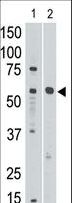 SIGLEC8 Antibody - The anti-Siglec8 C-term antibody is used in Western blot to detect Siglec8 in mouse liver tissue lysate (lnae 1) and in HL60 cell lysate (lane 2).