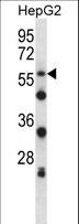 SIGLEC8 Antibody - SIGLEC8 Antibody western blot of HepG2 cell line lysates (35 ug/lane). The SIGLEC8 antibody detected the SIGLEC8 protein (arrow).