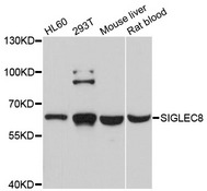 SIGLEC8 Antibody - Western blot analysis of extracts of various cell lines, using SIGLEC8 antibody at 1:1000 dilution. The secondary antibody used was an HRP Goat Anti-Rabbit IgG (H+L) at 1:10000 dilution. Lysates were loaded 25ug per lane and 3% nonfat dry milk in TBST was used for blocking. An ECL Kit was used for detection and the exposure time was 90s.