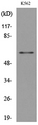 SIGLEC8 Antibody - Western blot analysis of lysate from K562 cells, using SIGLEC8 Antibody.