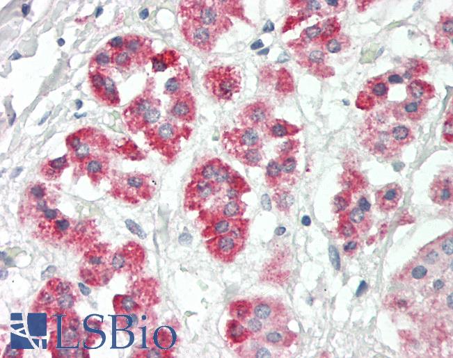 SIGLEC9 Antibody - Human Adrenal: Formalin-Fixed, Paraffin-Embedded (FFPE).  This image was taken for the unconjugated form of this product. Other forms have not been tested.