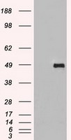 SIGLEC9 Antibody - HEK293T cells were transfected with the pCMV6-ENTRY control (Left lane) or pCMV6-ENTRY SIGLEC9 (Right lane) cDNA for 48 hrs and lysed. Equivalent amounts of cell lysates (5 ug per lane) were separated by SDS-PAGE and immunoblotted with anti-SIGLEC9.