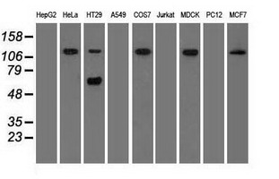 SIGLEC9 Antibody - Western blot analysis of extracts (35ug) from 9 different cell lines by using anti-SIGLEC9 monoclonal antibody.