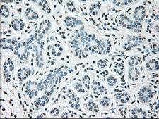 SIGLEC9 Antibody - Immunohistochemical staining of paraffin-embedded breast tissue using anti-SIGLEC9 mouse monoclonal antibody. (Dilution 1:50).