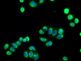 SIGLEC9 Antibody - Immunofluorescent staining of HT29 cells using anti-SIGLEC9 mouse monoclonal antibody.