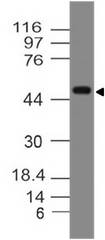 SIGLEC9 Antibody - Fig-1: Western blot analysis of Siglec9. Anti-Siglec9 antibody was used at 2 µg/ml on Jurkat lysate.