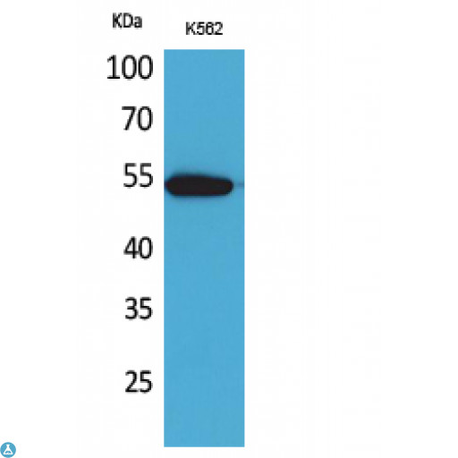 SIGLEC9 Antibody - Western Blot (WB) analysis of K562 cells using CD329 polyclonal antibody.