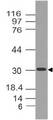Siglech Antibody - Fig-1: Western blot analysis of Siglec-H. Anti-Siglec-H antibody was used at 4 µg/ml on mHeart lysate.