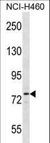 SIK1 / MSK Antibody - Sik1 Antibody western blot of NCI-H460 cell line lysates (35 ug/lane). The Sik1 antibody detected the Sik1 protein (arrow).