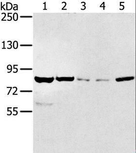 SIK1 / MSK Antibody - Western blot analysis of HT-29 and HeLa cell, mouse liver tissue, A549 and Jurkat cell, using SIK1 Polyclonal Antibody at dilution of 1:250.