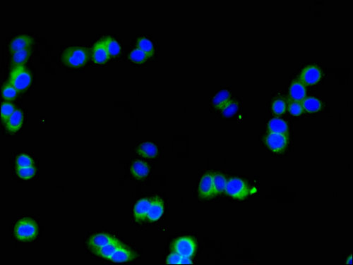 SIK1 / MSK Antibody - Immunofluorescent analysis of HepG2 cells using SIK1 Antibody at a dilution of 1:100 and Alexa Fluor 488-congugated AffiniPure Goat Anti-Rabbit IgG(H+L)