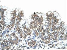 SIK1 / MSK Antibody - SIK1 / SNF1LK antibody SNF1LK(SNF1-like kinase) Antibody was used in IHC to stain formalin-fixed, paraffin-embedded human stomach.  This image was taken for the unconjugated form of this product. Other forms have not been tested.