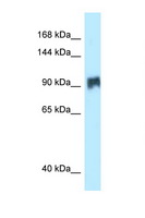 SIK2 / SNF1LK2 Antibody - SIK2 / SNF1LK2 antibody Western blot of HeLa Cell lysate. Antibody concentration 1 ug/ml.  This image was taken for the unconjugated form of this product. Other forms have not been tested.