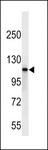 SIK2 / SNF1LK2 Antibody - SIK2 Antibody western blot of HL-60 cell line lysates (35 ug/lane). The SIK2 antibody detected the SIK2 protein (arrow).