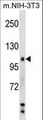 SIK2 / SNF1LK2 Antibody - Mouse Sik2 Antibody western blot of mouse NIH-3T3 cell line lysates (35 ug/lane). The Sik2 antibody detected the Sik2 protein (arrow).