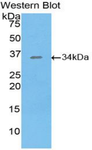 SIK2 / SNF1LK2 Antibody - Western blot of recombinant SIK2 / SNF1LK2.  This image was taken for the unconjugated form of this product. Other forms have not been tested.