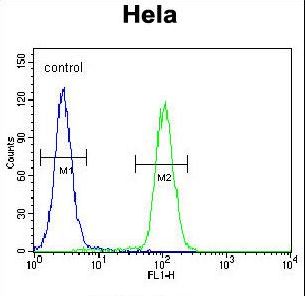 SIK3 / QSK Antibody - KIAA0999 Antibody flow cytometry of HeLa cells (right histogram) compared to a negative control cell (left histogram). FITC-conjugated goat-anti-rabbit secondary antibodies were used for the analysis.