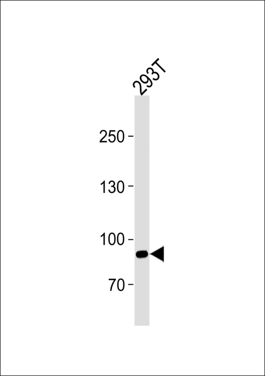 SIM1 Antibody - Western blot of lysate from 293T cell line, using SIM1 Antibody. Antibody was diluted at 1:1000 at each lane. A goat anti-rabbit IgG H&L (HRP) at 1:5000 dilution was used as the secondary antibody. Lysate at 35ug.