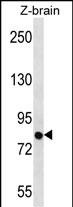 SIM1 Antibody - Zebrafish SIM1 Antibody (N-term) western blot analysis in zebra fish brain tissue lysates (35ug/lane).This demonstrates the SIM1 antibody detected the SIM1 protein (arrow).