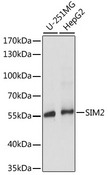SIM2 Antibody - Western blot analysis of extracts of various cell lines, using SIM2 antibody at 1:1000 dilution. The secondary antibody used was an HRP Goat Anti-Rabbit IgG (H+L) at 1:10000 dilution. Lysates were loaded 25ug per lane and 3% nonfat dry milk in TBST was used for blocking. An ECL Kit was used for detection and the exposure time was 5s.