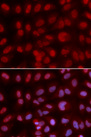 SIN3A Antibody - Immunofluorescence analysis of U2OS cells using SIN3A antibody. Blue: DAPI for nuclear staining.