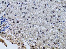 SIN3A Antibody - Immunohistochemistry of paraffin-embedded rat liver using SIN3A antibody at dilution of 1:100 (40x lens).