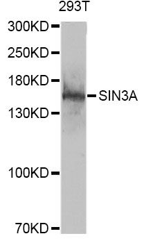 SIN3A Antibody - Western blot analysis of extracts of 293T cells, using SIN3A antibody at 1:1000 dilution. The secondary antibody used was an HRP Goat Anti-Rabbit IgG (H+L) at 1:10000 dilution. Lysates were loaded 25ug per lane and 3% nonfat dry milk in TBST was used for blocking.