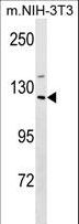 SIN3A Antibody - Mouse Sin3a Antibody western blot of mouse NIH-3T3 cell line lysates (35 ug/lane). The Sin3a antibody detected the Sin3a protein (arrow).