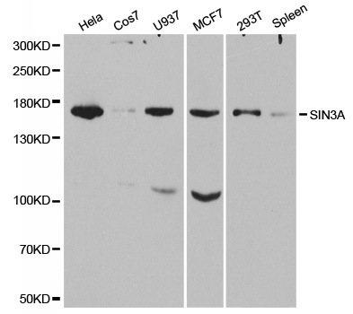 SIN3A Antibody - Western blot analysis of extracts of various cell lines, using SIN3A antibody at 1:1000 dilution. The secondary antibody used was an HRP Goat Anti-Rabbit IgG (H+L) at 1:10000 dilution. Lysates were loaded 25ug per lane and 3% nonfat dry milk in TBST was used for blocking.
