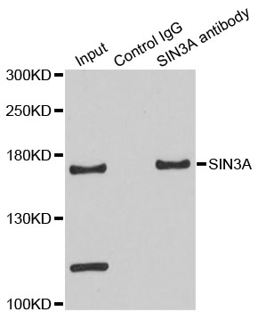 SIN3A Antibody - Immunoprecipitation analysis of 200ug extracts of HeLa cells using 3ug SIN3A antibody. Western blot was performed from the immunoprecipitate using SIN3A antibodyat a dilition of 1:500.