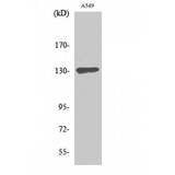 SIN3B Antibody - Western blot of Sin3B antibody