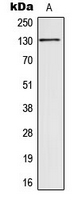 SIN3B Antibody - Western blot analysis of SIN3B expression in HCT116 (A) whole cell lysates.