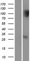 SIP / TP53INP1 Protein - Western validation with an anti-DDK antibody * L: Control HEK293 lysate R: Over-expression lysate