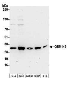 SIP1 Antibody - Detection of human and mouse GEMIN2 by western blot. Samples: Whole cell lysate (50 µg) from HeLa, HEK293T, Jurkat, mouse TCMK-1, and mouse NIH 3T3 cells prepared using NETN lysis buffer. Antibody: Affinity purified rabbit anti-GEMIN2 antibody used for WB at 0.1 µg/ml. Detection: Chemiluminescence with an exposure time of 30 seconds.