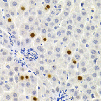 SIP1 Antibody - Immunohistochemistry of paraffin-embedded rat liver tissue.
