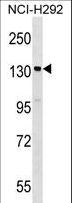SIPA1 Antibody - SIPA1 Antibody western blot of NCI-H292 cell line lysates (35 ug/lane). The SIPA1 antibody detected the SIPA1 protein (arrow).