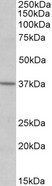 SIPR2 / S1P2 / EDG5 Antibody - SIPR2 / S1P2 / EDG5 antibody (0.5µg/ml) staining of Human Frontal Cortex lysate (35µg protein in RIPA buffer). Detected by chemiluminescence.