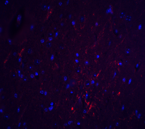 SIPR2 / S1P2 / EDG5 Antibody - Immunofluorescence of S1PR2 in mouse brain tissue with S1PR2 antibody at 20 ug/ml.  Red: S1PR2 Antibody  Blue: DAPI staining