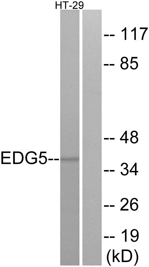 SIPR2 / S1P2 / EDG5 Antibody - Western blot analysis of extracts from HT-29 cells, using EDG5 antibody.