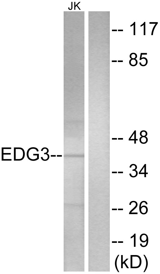 SIPR3 / EDG3 / S1P3 Antibody - Western blot analysis of lysates from Jurkat cells, using EDG3 Antibody. The lane on the right is blocked with the synthesized peptide.