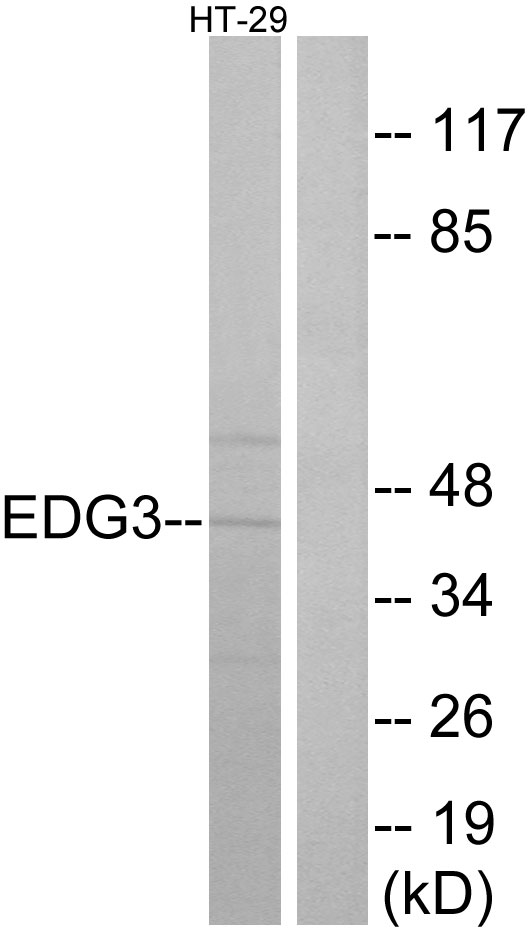 SIPR3 / EDG3 / S1P3 Antibody - Western blot analysis of lysates from HT-29 cells, using EDG3 Antibody. The lane on the right is blocked with the synthesized peptide.