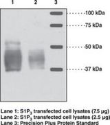 SIPR3 / EDG3 / S1P3 Antibody - Western blot of EDG3 / S1P3 antibody.