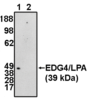 SIPR3 / EDG3 / S1P3 Antibody - Western blot of EDG4/LPA2 (NT) antibody at 5 ug/ml on RH7777 cells transfected with EDG4/LPA2 protein in the absence (1) and presence (2) of blocking peptide.