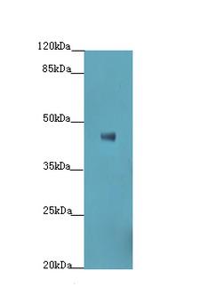 SIPR3 / EDG3 / S1P3 Antibody - Western blot. All lanes: S1PR3 antibody at 8 ug/ml+HT0- whole cell lysate Goat polyclonal to rabbit at 1:10000 dilution. Predicted band size: 42 kDa. Observed band size: 42 kDa.