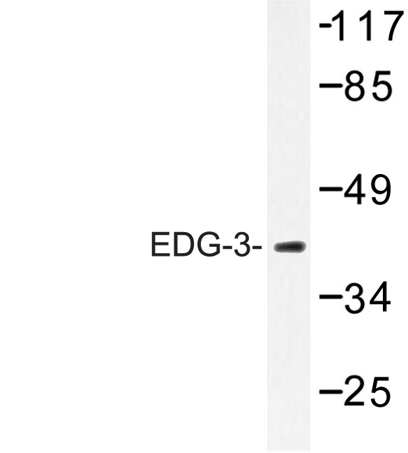 SIPR3 / EDG3 / S1P3 Antibody - Western blot of EDG-3 (F155) pAb in extracts from HT-29 cells.
