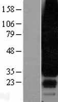 SIPR3 / EDG3 / S1P3 Protein - Western validation with an anti-DDK antibody * L: Control HEK293 lysate R: Over-expression lysate
