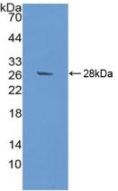 SIRPA / CD172a Antibody