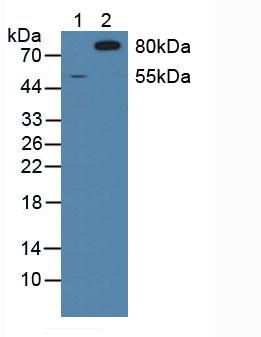 SIRPA / CD172a Antibody
